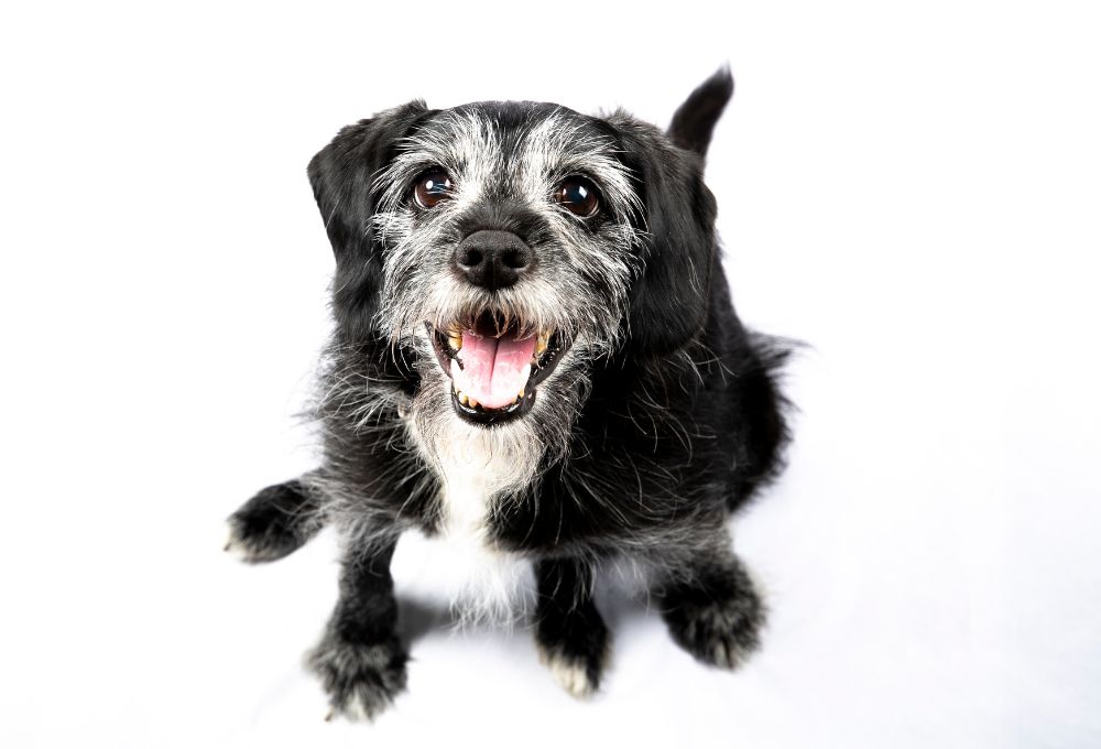 Is Your Senior Dog Suffering from a Hunched-Back?