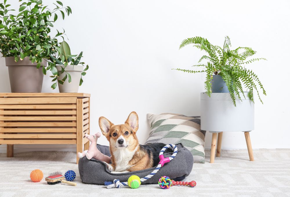 Best Toys for Senior Dogs Furry Aging