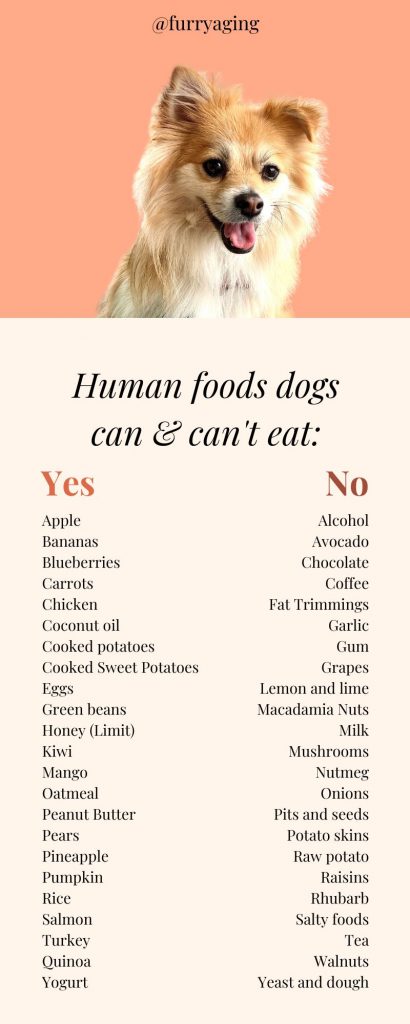 Human foods dog can and can't eat: list of most common foods