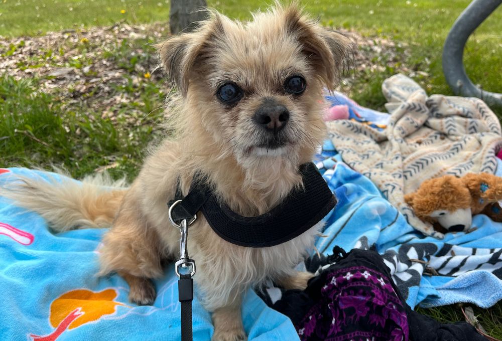Why Is My Senior Dog Losing Weight But Still Eating Furry Aging