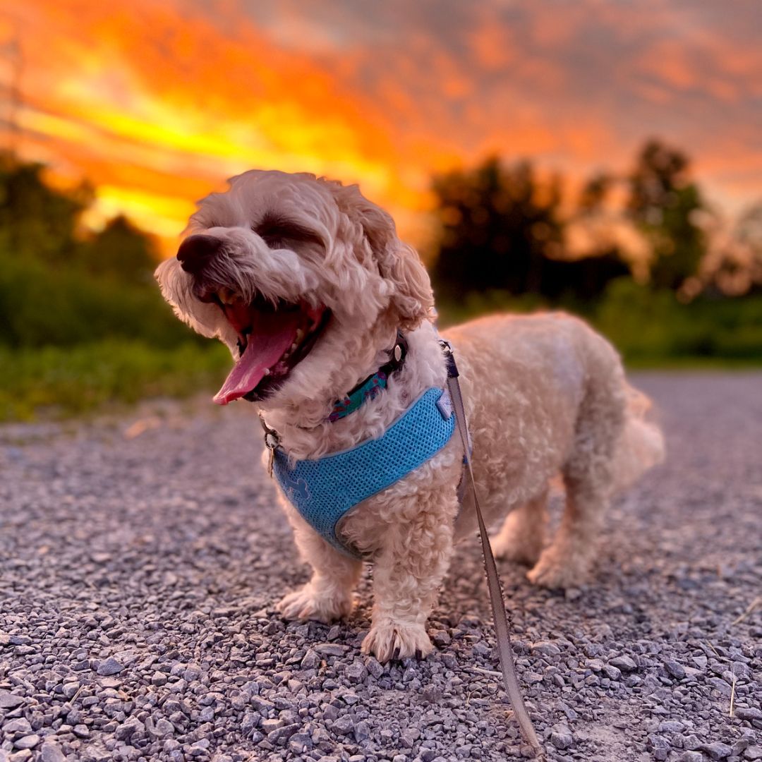 Senior dog enjoying his golden years