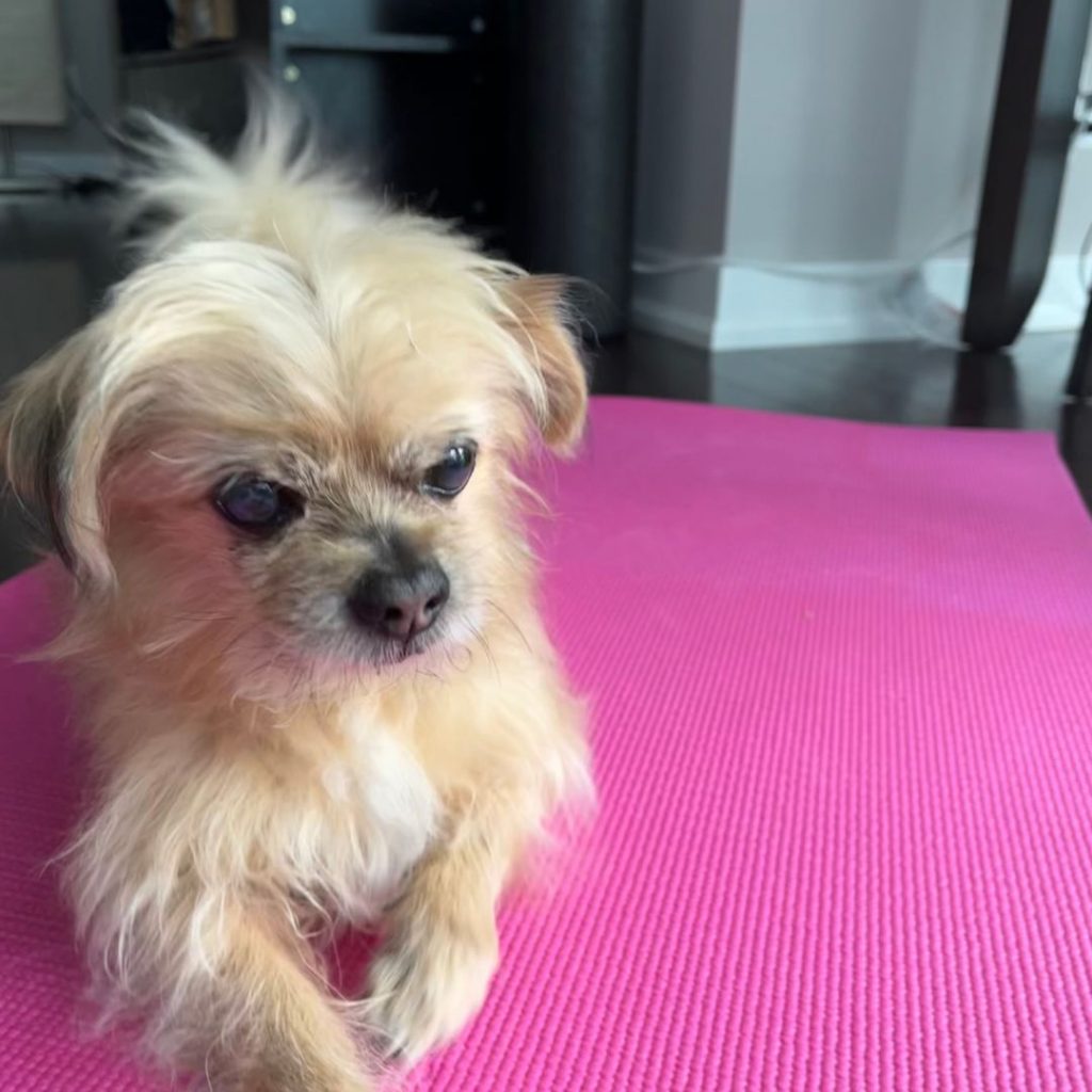 Senior dog with arthritis on a mat