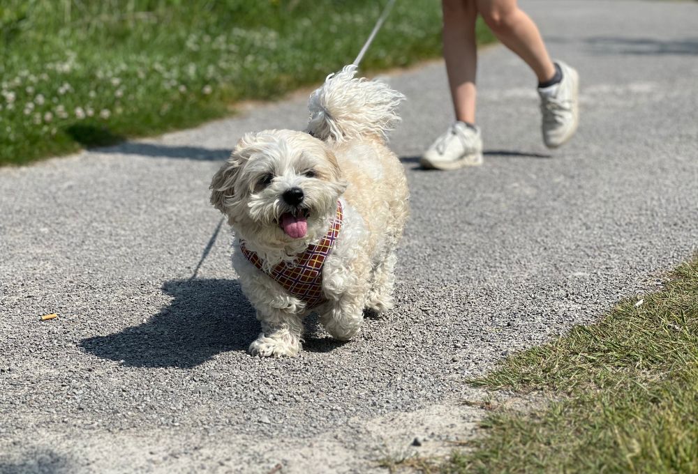 how to keep your senior dog cool during a heatwave