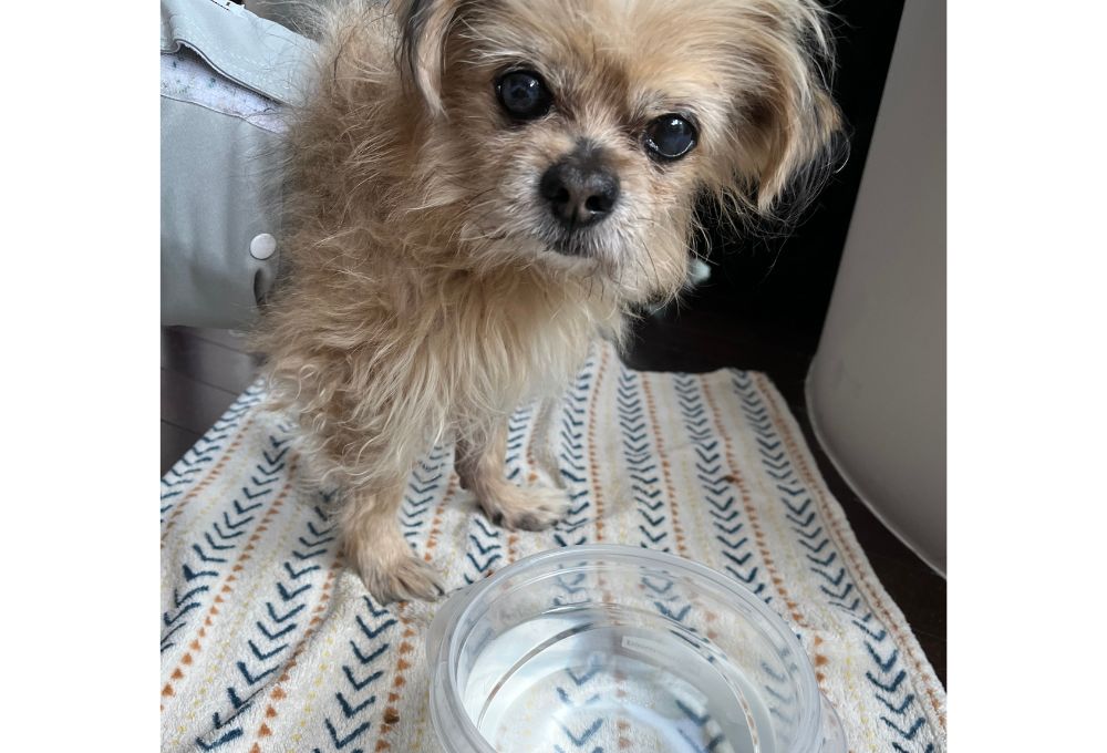 Why Is My Senior Dog Drinking So Much Water