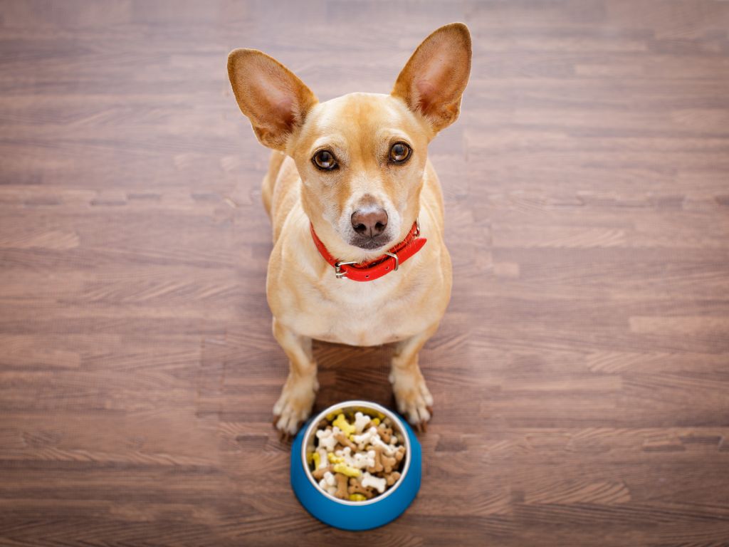 a dog avoiding to eat from the bowl