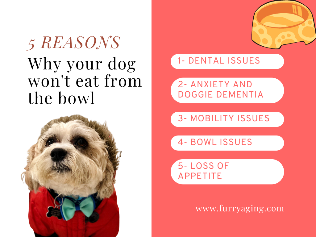 Why My Old Dog Won t Eat From The Bowl Anymore Furry Aging can-2-year-old-eat-sushi-youtube