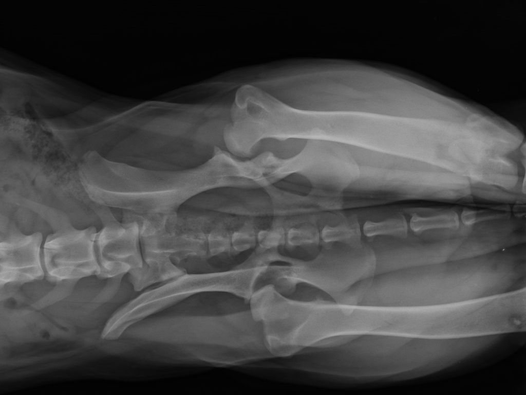 Xray of a dog with arthritis