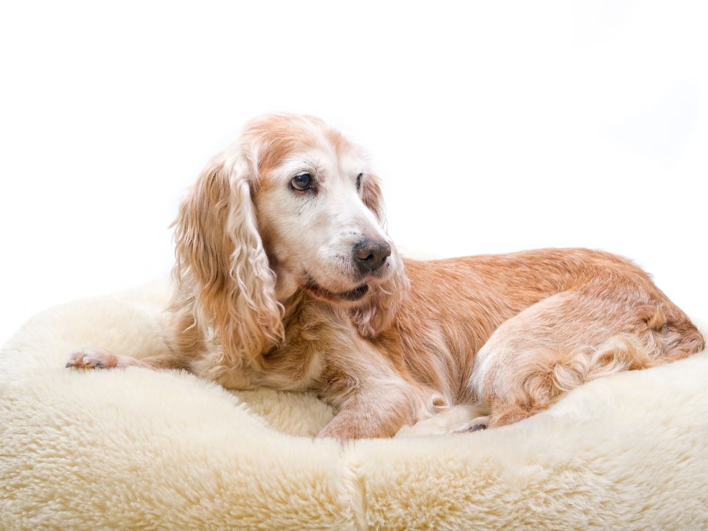 How to help a senior dog with arthritis