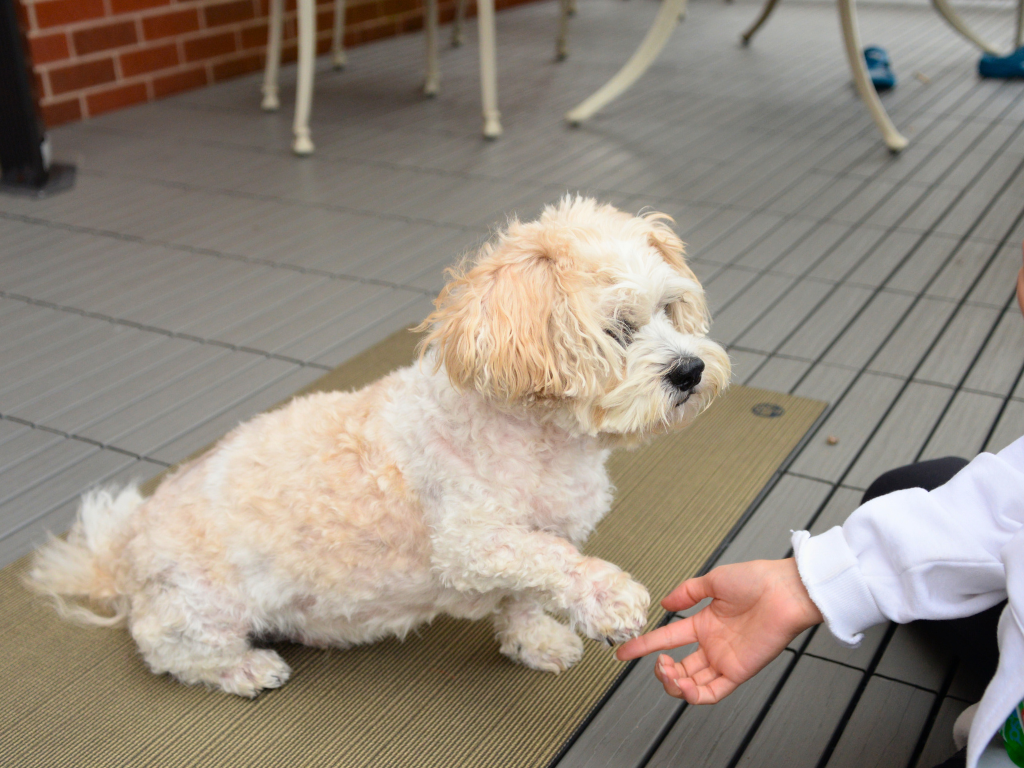 Training a deaf dog with hand signals