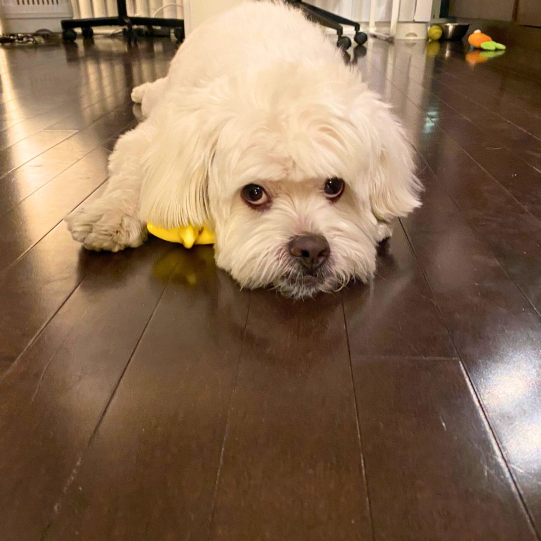 Photo inspiration: Senior Dog Barking Issues Cure Reference: Why Is My Senior Dog Barking At Nothing