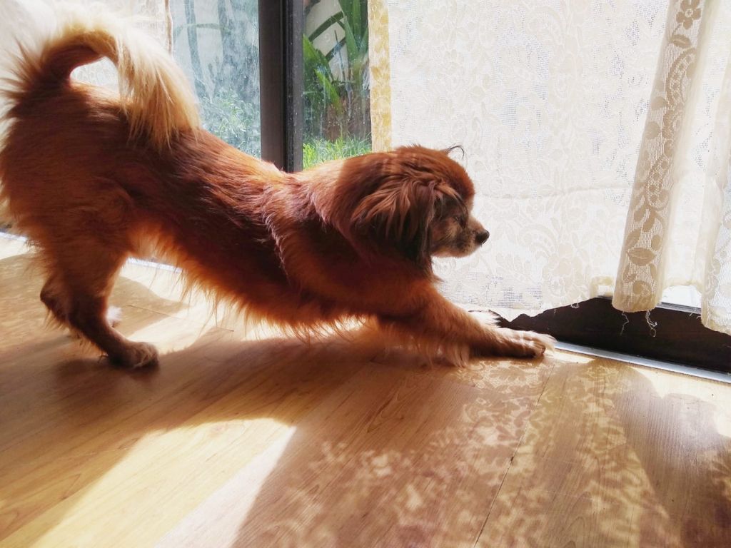 senior dog doing yoga