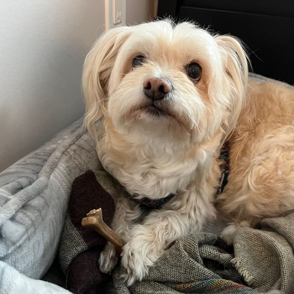 Lola eating her dental treat