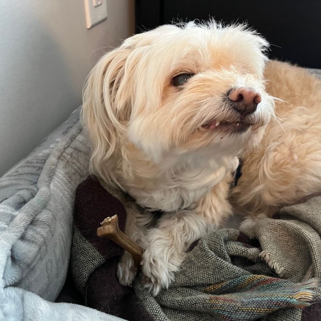 Lola enjoying her dental treat