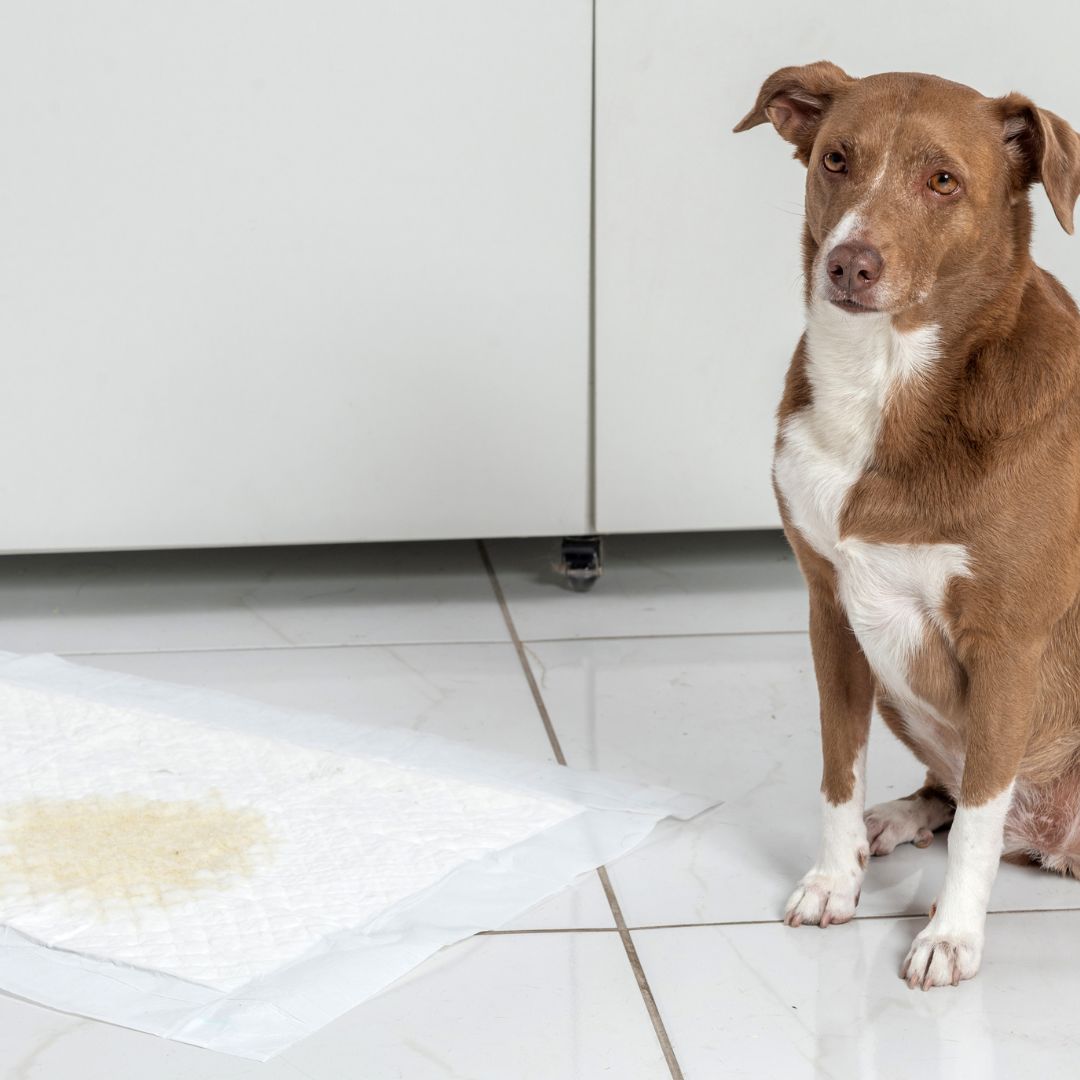 How to Manage Urinary Incontinence in Dogs Furry Aging