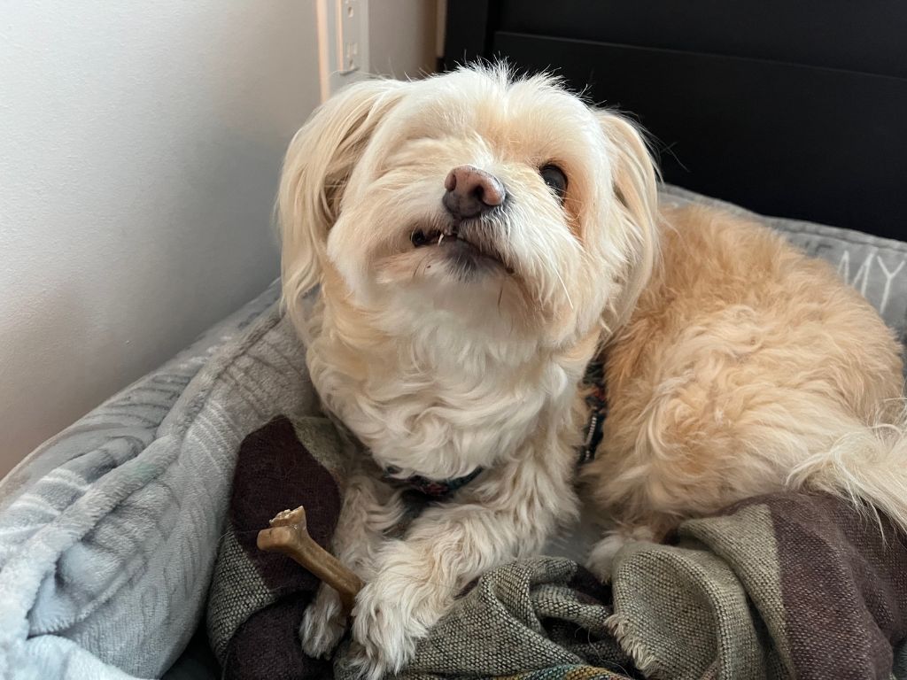 Senior dog with dental problems