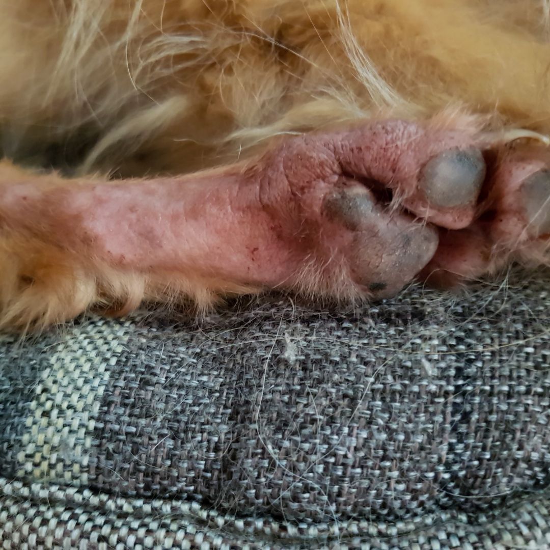 Why is My Senior Dog Losing Hair Furry Aging