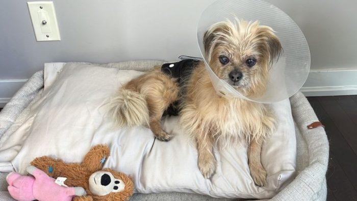 How to Make a Dog Cone? DIY Solutions - Furry Aging