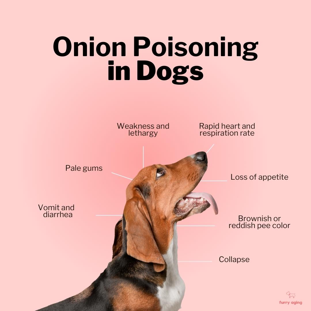 My Dog Ate a Small Piece of Onion, Will He Be Okay? Furry Aging