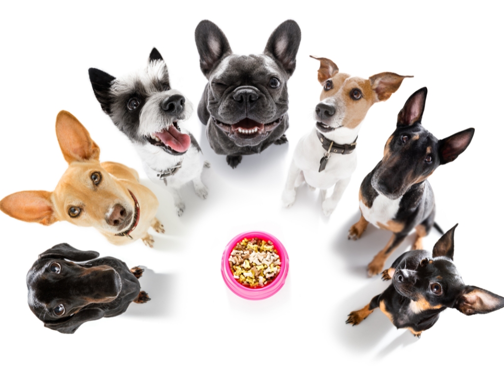 Best senior dog food for small breeds