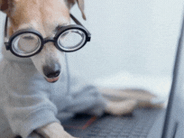 meme of a senior dog wearing glasses