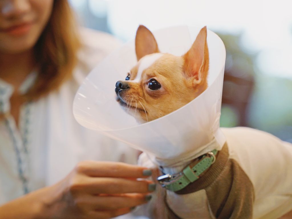 Dog wearing a plastic dog cone