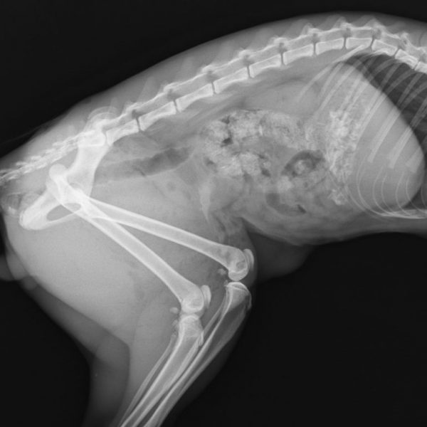 Results of a dog X-ray showing hip luxation