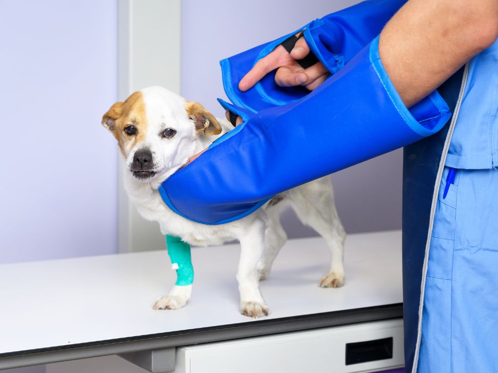 Dog getting an X-ray