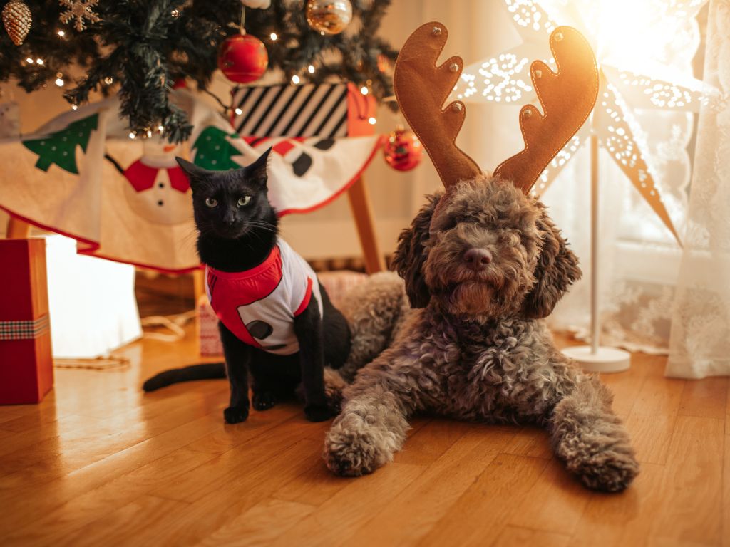 Cat and dog under the Christmas tree