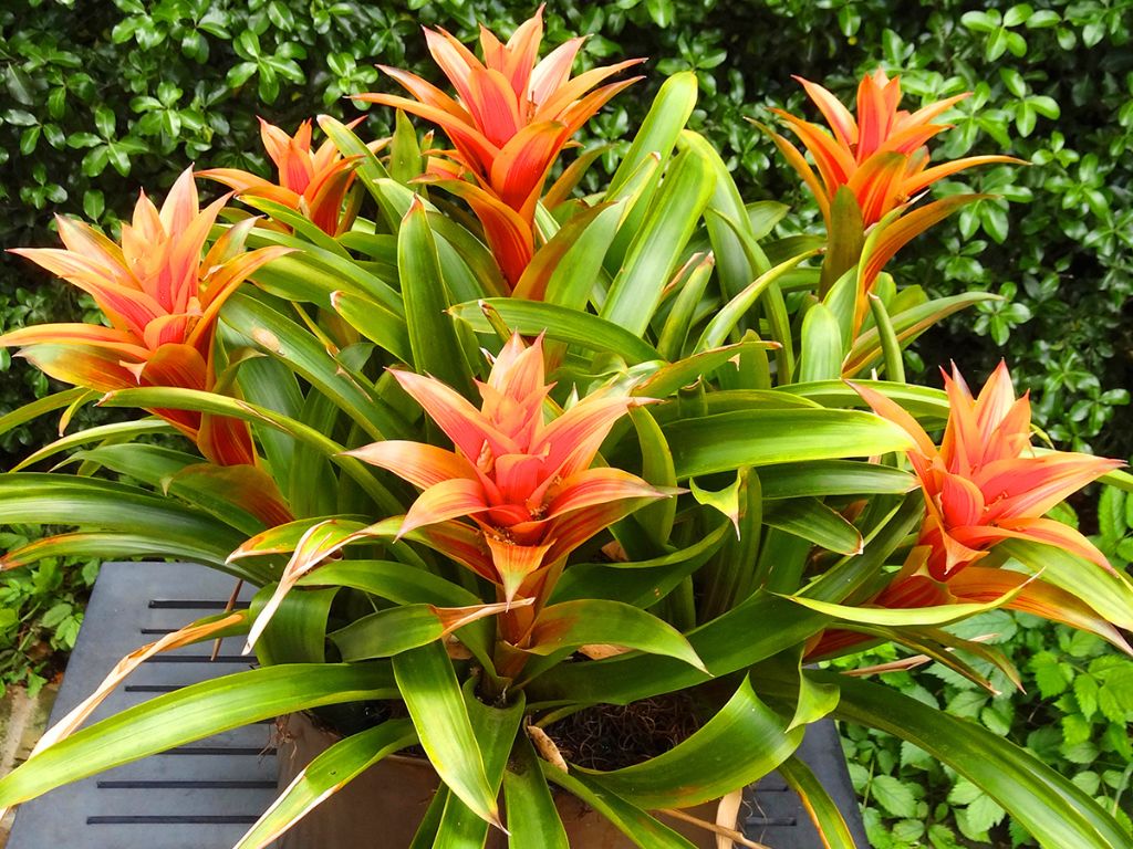 Bromeliads