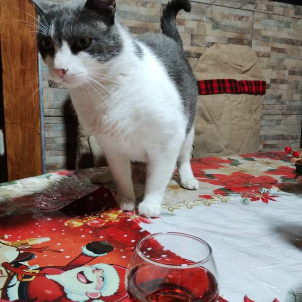 Cat climbed on Christmas table