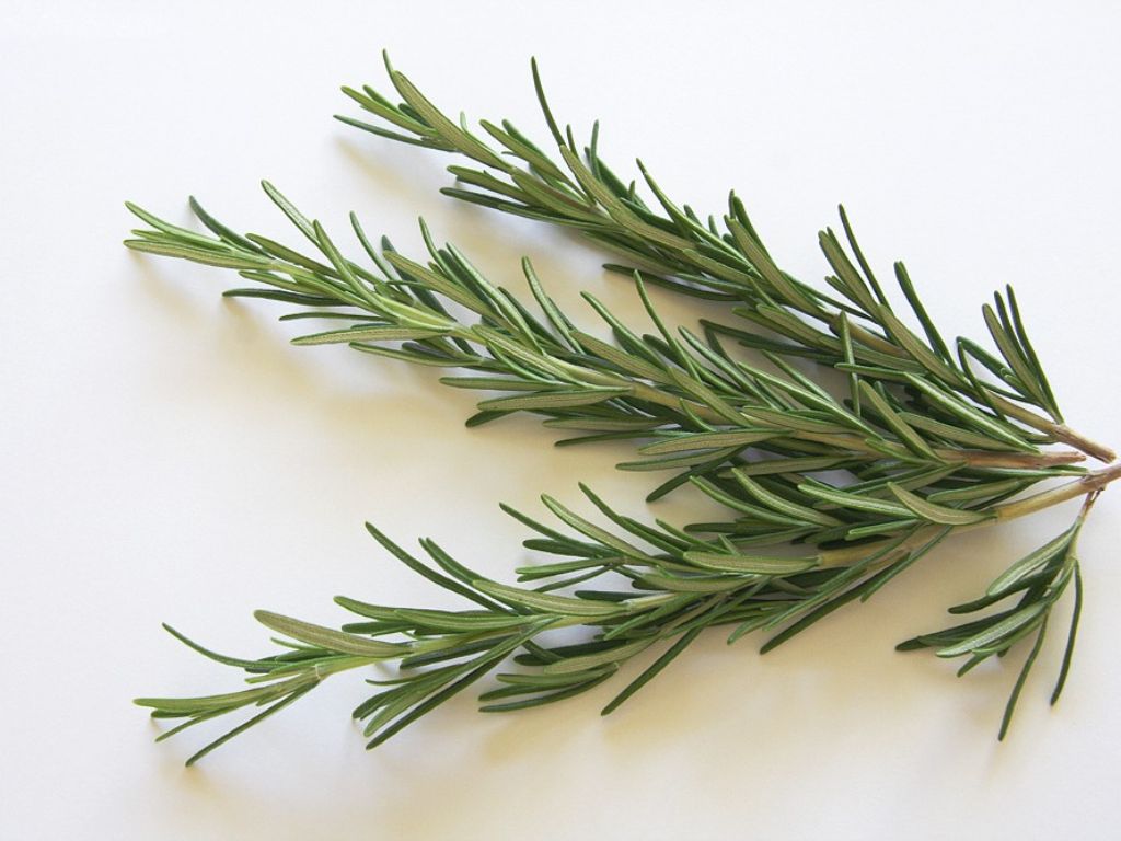 Rosemary