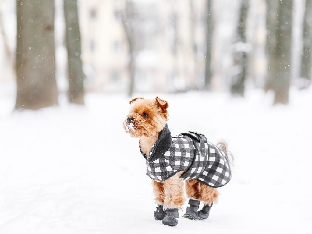 How cold is too cold for a dog? Dog wearing a winter coat and boots to walk in the snow