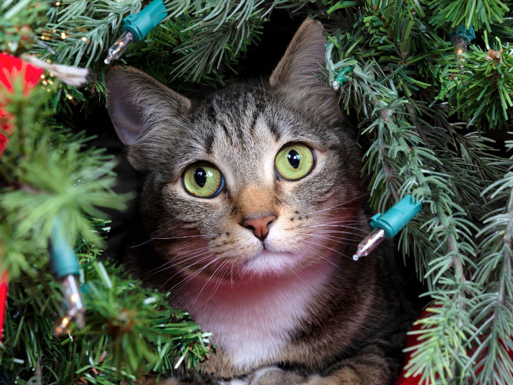 cat on a christmas tree