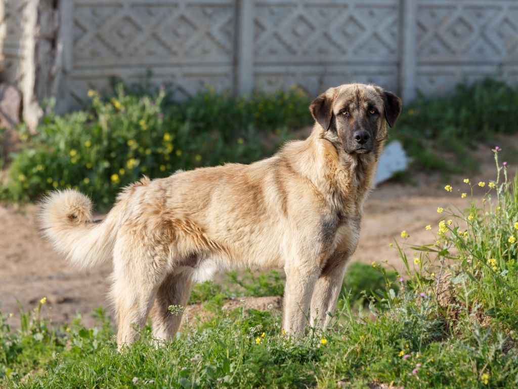 Anatolian Shepherd