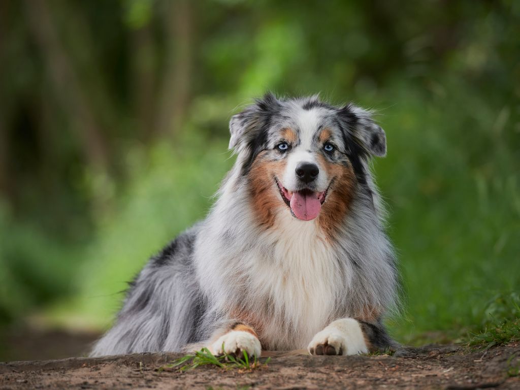 Australian Shepherd