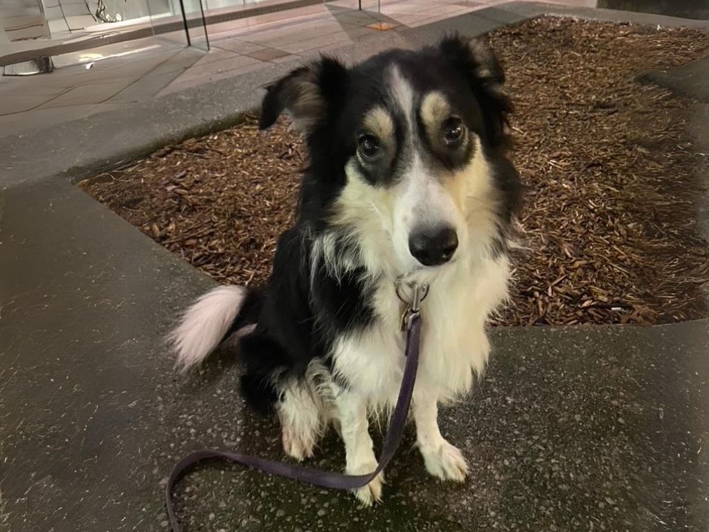 Border Collie