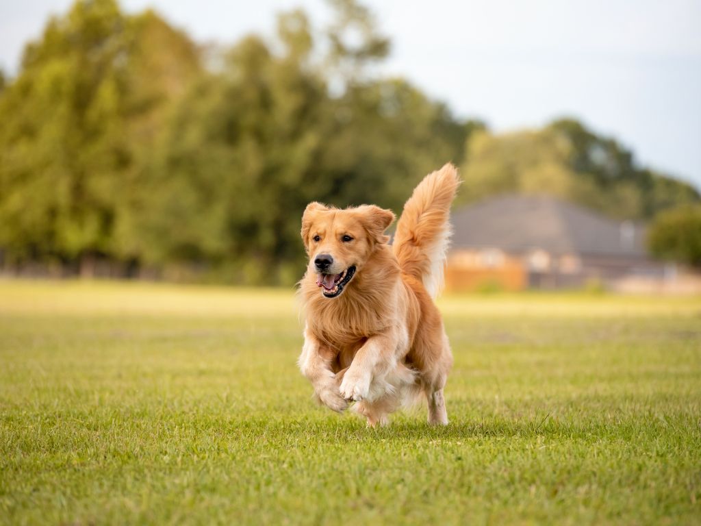 Golden Retriever