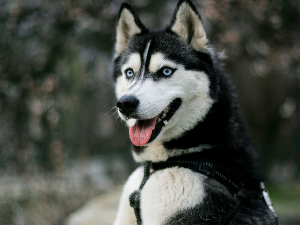 Siberian Husky