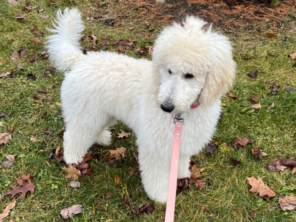 Standard Poodle