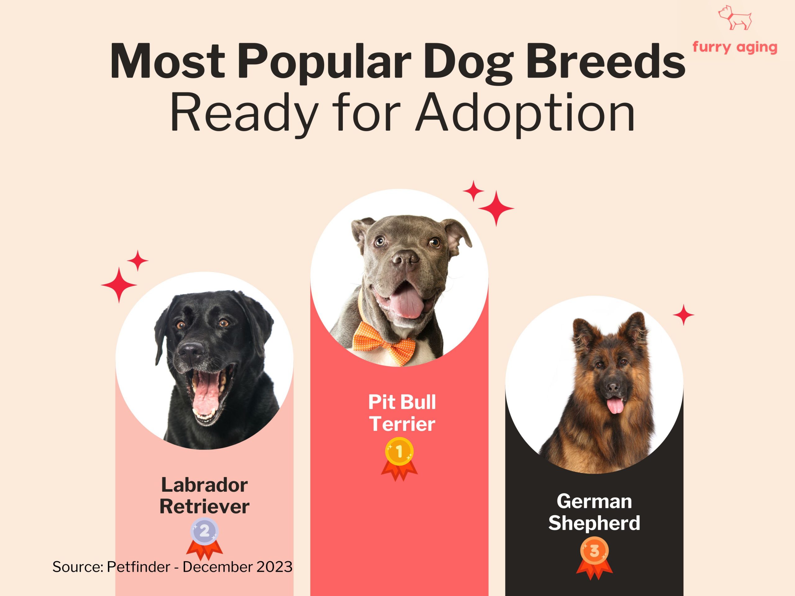 Most popular breeds for adoption