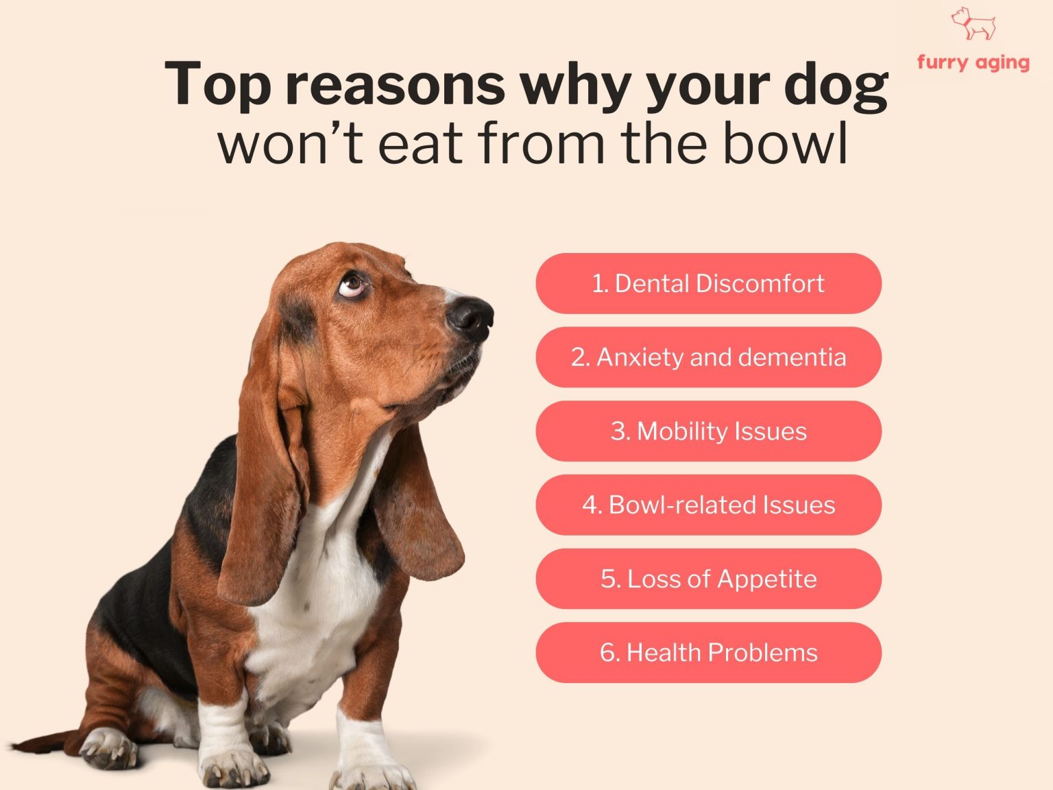 Why Senior Dogs Refuse Their Bowls (And What to Do)? Furry Aging