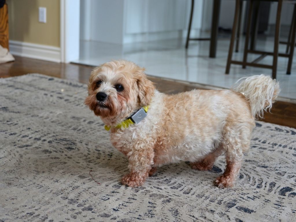 Our dog wearing a smart collar