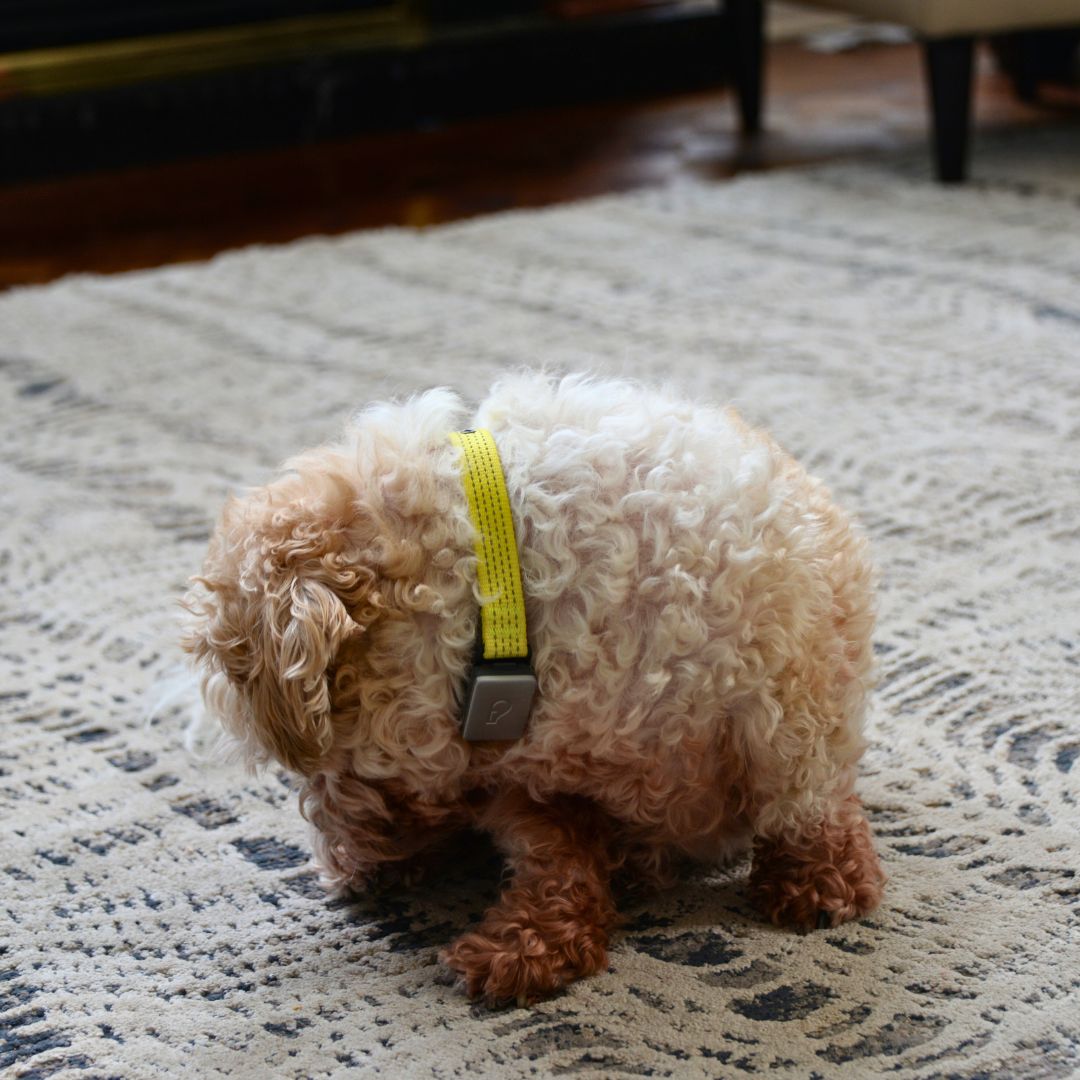 Collar tracking licking movements