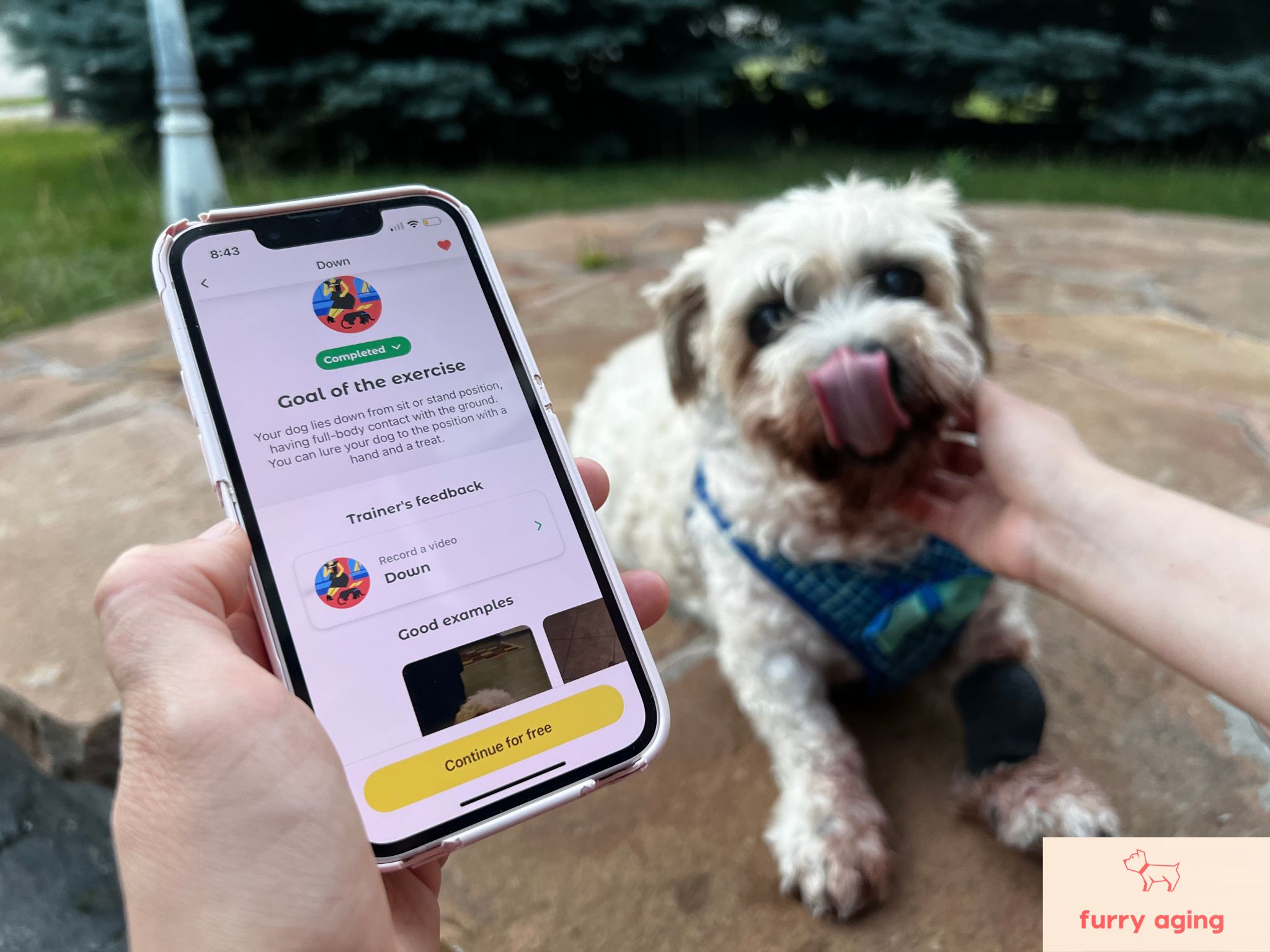 My dog Mickey being rewarded after completing the exercise from the Dogo App