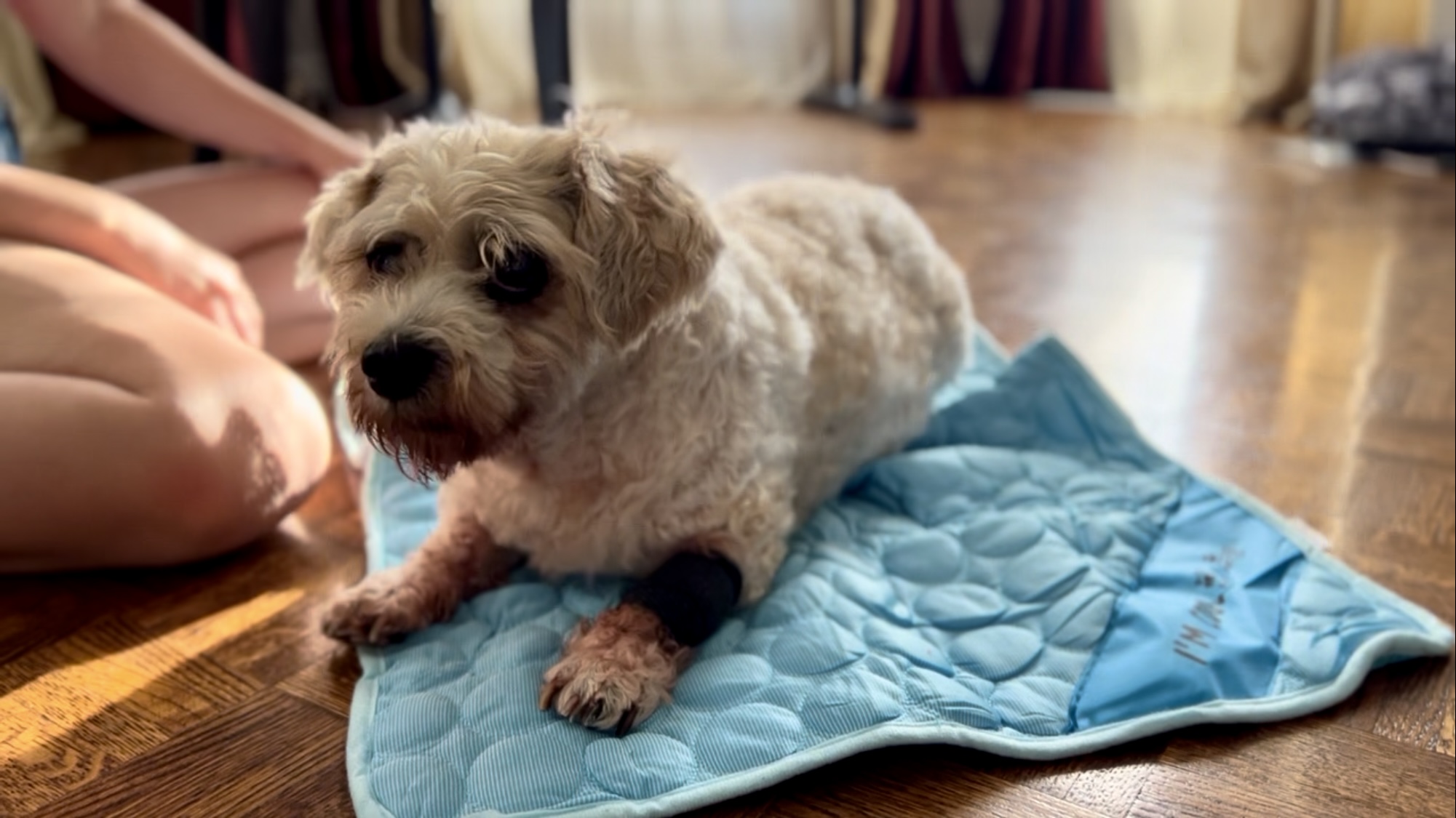 Self cooling mat for dogs